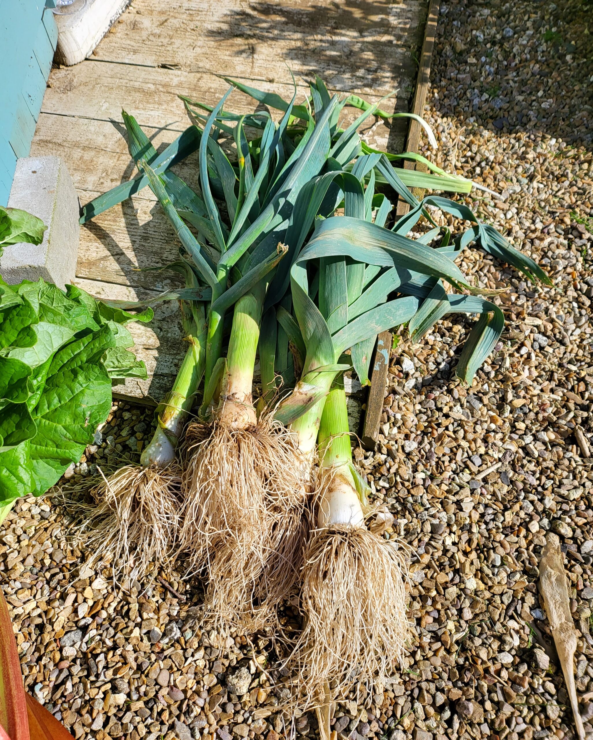 Fresh harvest from the allotment