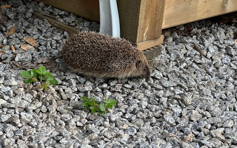 The newest resident at St George’s