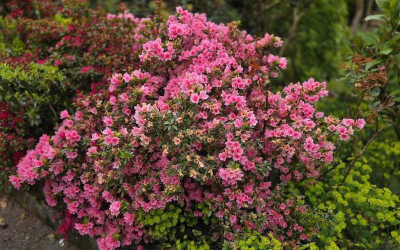 The magic of the garden at St George’s